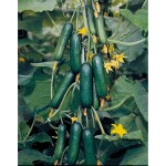 Cucumber Sarig F1