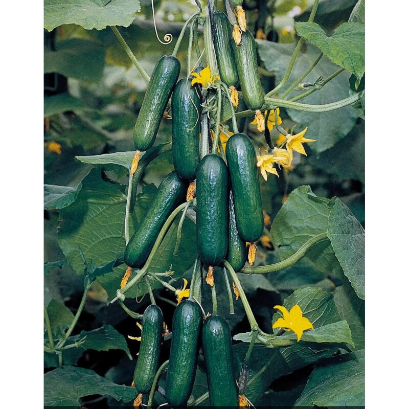 Cucumber Sarig F1