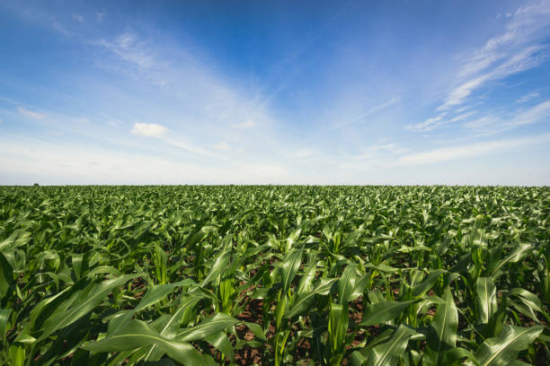 Maize