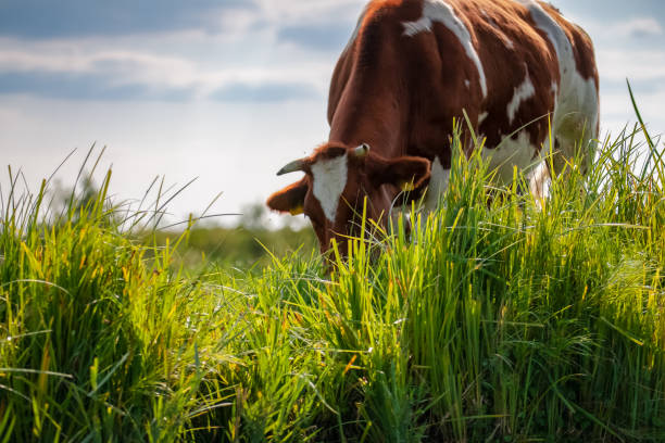 Pastures & Fodder