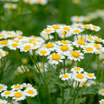 Chamomile