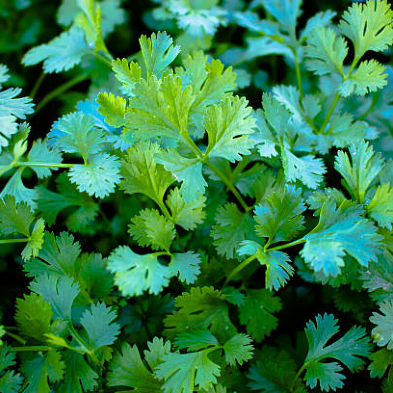 Coriander (Dahnia)