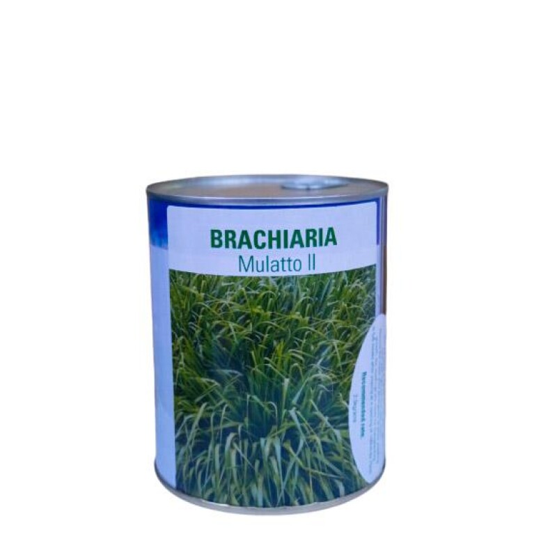 Bracharia Mullato II