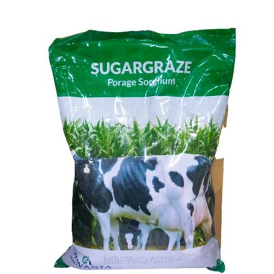 Sugar Graze (forage sorghum)