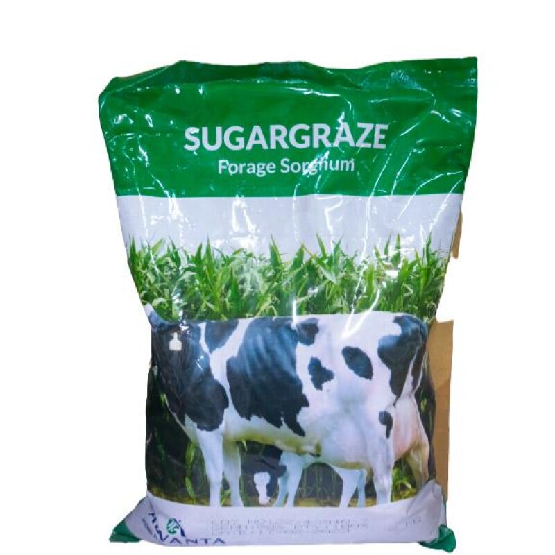 Sugar Graze (forage sorghum)