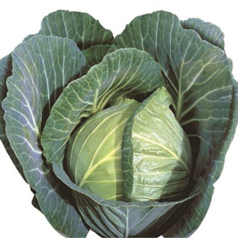 Cabbage Gloria F1