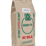 SC Sila Sorghum