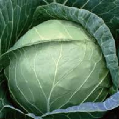 Cabbage Pruktor F1
